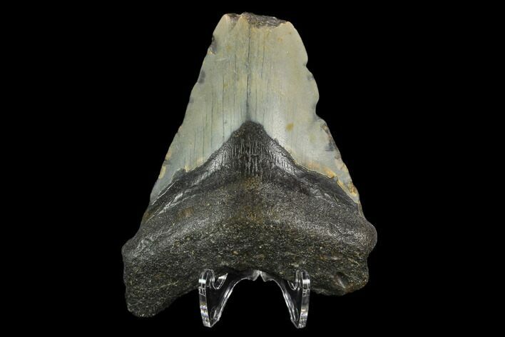 Bargain, Fossil Megalodon Tooth - North Carolina #124805